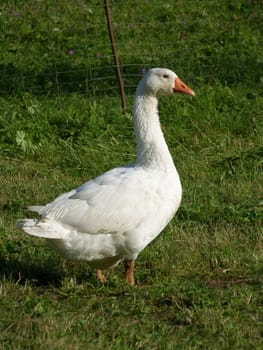 picture of white goose on green grass