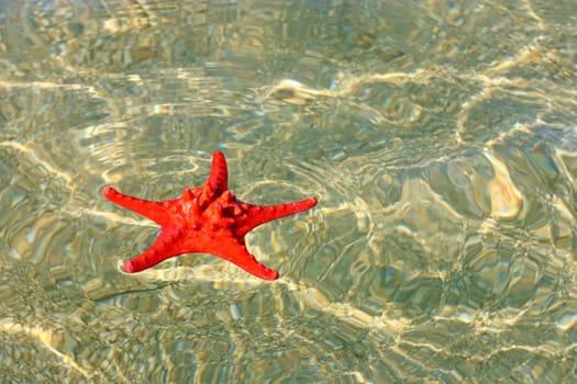 Beautiful red starfish in wavy shallow water
