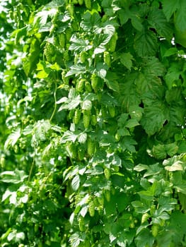 a picture of fresh green hops