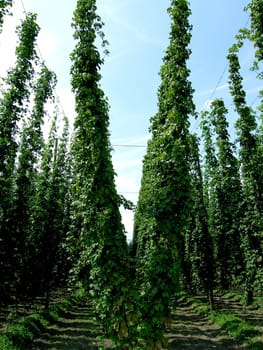 a picture of fresh green hops