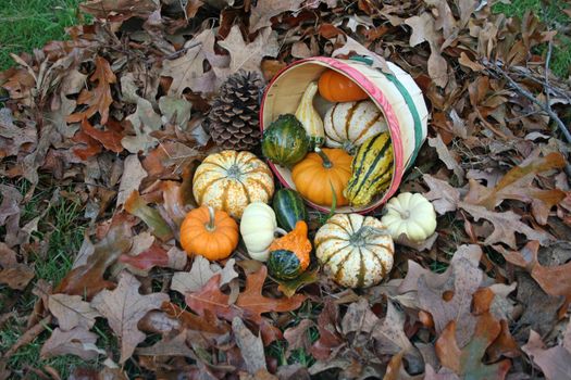 Assortment of fall pumpkins and gords