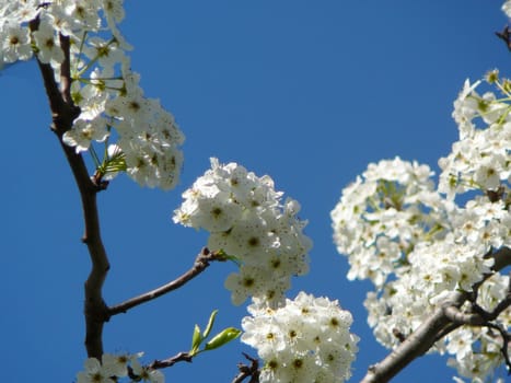 Tree branches with white flowers