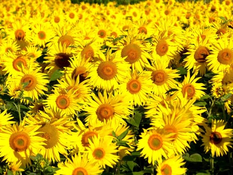 a field of sunflowers 