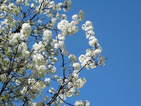 Tree branches with white flowers