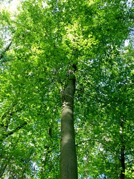 a picture of a mystic forest 