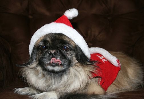 Dog dressed in Christmas outfit.