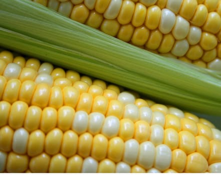 Close-up background of cfresh corn on the cob