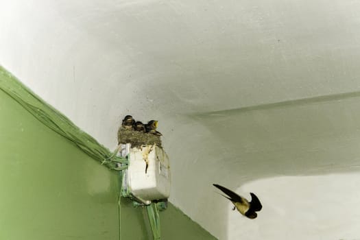 Swallow's nest 