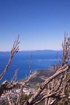 Dead trees with a back drop of a blue sky and lake tahoe