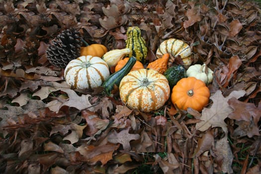 Assortment of fall pumpkins and gords