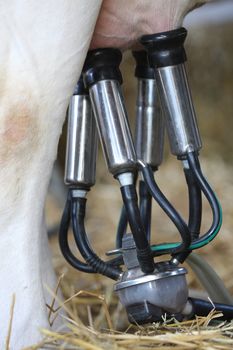 details of milking machines connected to cow udders