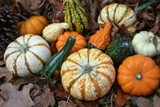 Assortment of fall pumpkins and gords