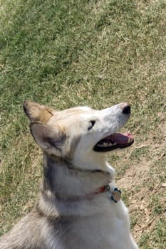 A smiling Alaskan Husky with its tongue hanging out.