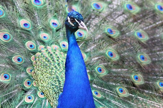 Close up shot of an beautiful Peacock 