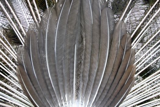 Close up shot of beautiful peacock feathers