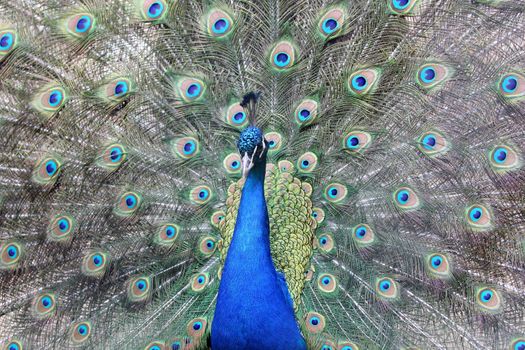 Close up shot of an beautiful Peacock 