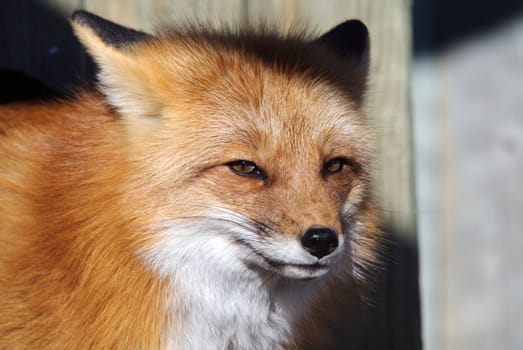 Close-up portrait of a beautiful wild Red Fox