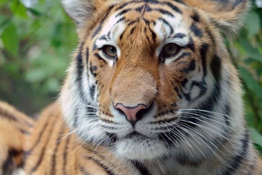 Closeup picture of a Siberian Tiger on a Summer day