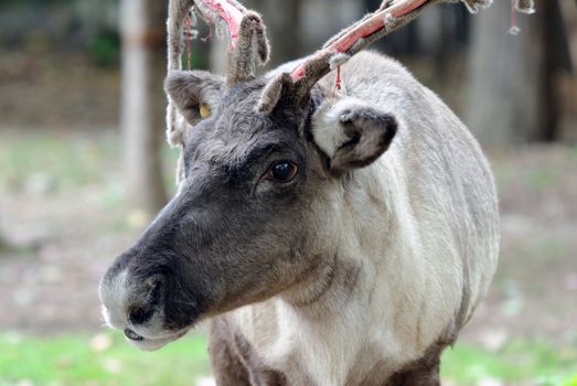 Closeup picture of a reaindeer losing the velvet on its antlers