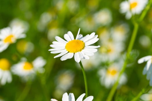 chamomiles meadow with green grass background, selective focus