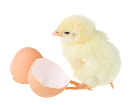 small yellow chick near shell, isolated on white