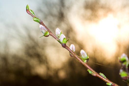 close-up pussy-willow branch at dawn