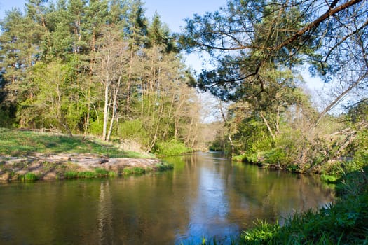 small river path through forest landscape