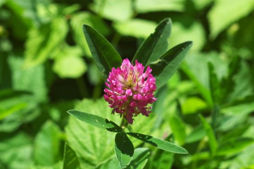 Meadow dutch clover