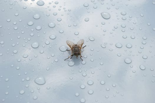 fly amongst dewdrop