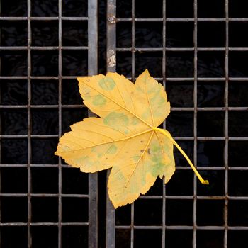 Fall-colored yellow maple leaf fallen on metal grid duct cover.