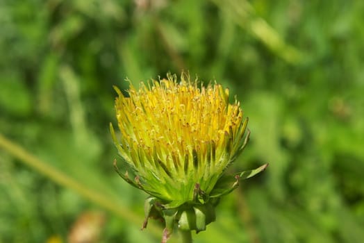 macro picture of the dandelion