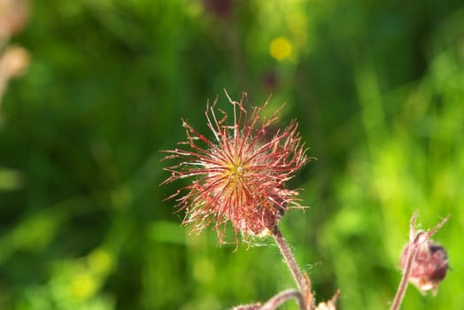 macro picture of the thorn in field