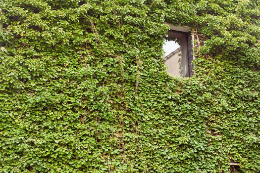 Wall of a house completely overgrown with Common Ivy (Hedera helix).