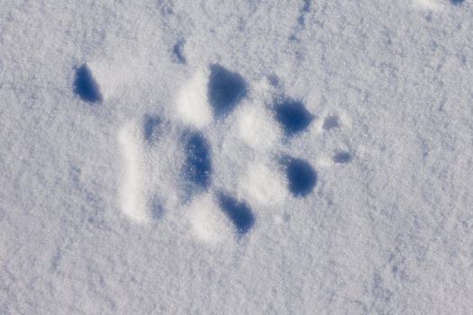 Recent foot print of a wolf in surface of wind packed sow