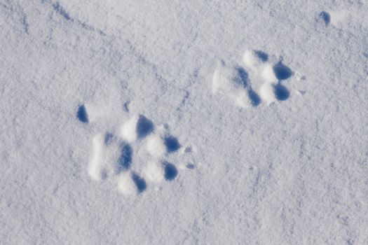 Recent foot prints of a wolf in surface of wind packed sow