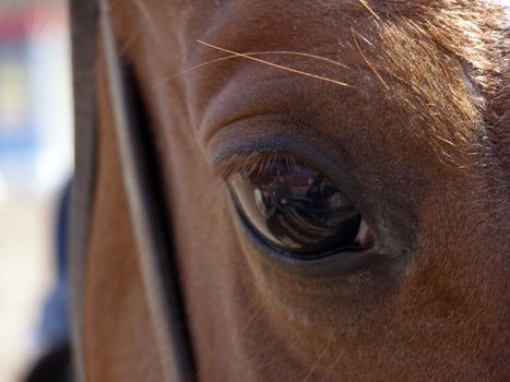 Eyes of horse is macro. 