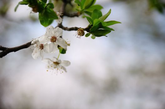 Plum blossoms on a softly blurred background