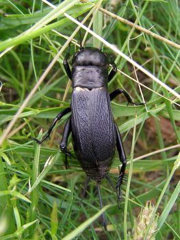 Cricket runs away into the grass. 