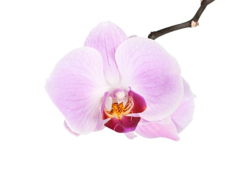 Purple  orchid isolated on white background