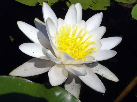 The lily was opened in the water on the sun. 