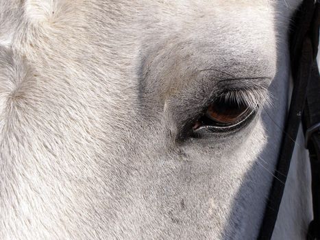 Eyes of horse is macro. 