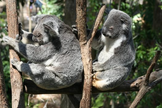 Koalas playing in tree