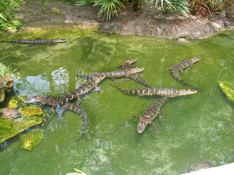 Alligators swimming in water in Florida. Also a Turtle.