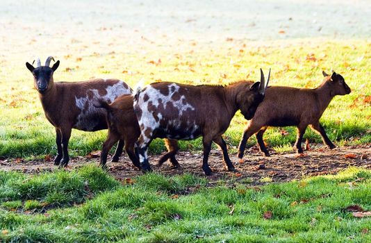 Group of goats in park on sunny cold october morning 