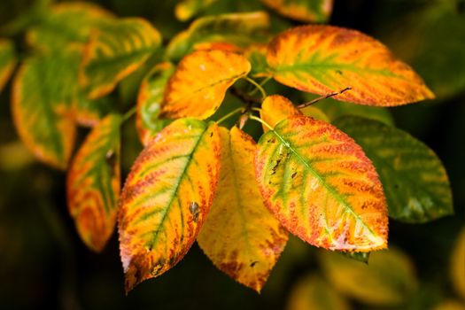 Colorful autumn leaves on branch in fall after rain