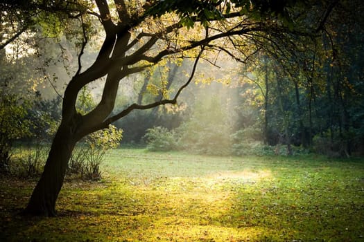 Misty autumn in park with old tree and sunbeams