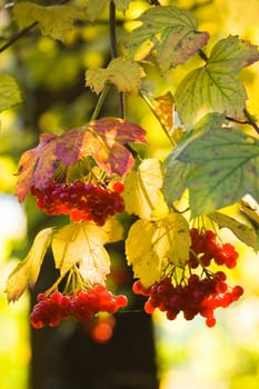 Guelder Rose, also called Water Elder, European Cranberrybush, Cramp Bark or Snowball Tree with red berries and colored leaves with autumn colors and tree background in october