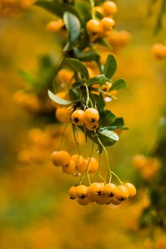 Yellow berries or pomes on firethorn in autumn