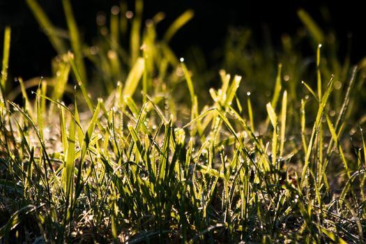 Early morning sun on grass with dewdrops