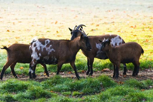 Group of goats in park on sunny cold october morning